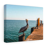 Santa Barbara Pelican Premium Wall Canvas