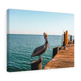 Santa Barbara Pelican Premium Wall Canvas