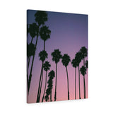 Santa Barbara Palm Trees Premium Wall Canvas